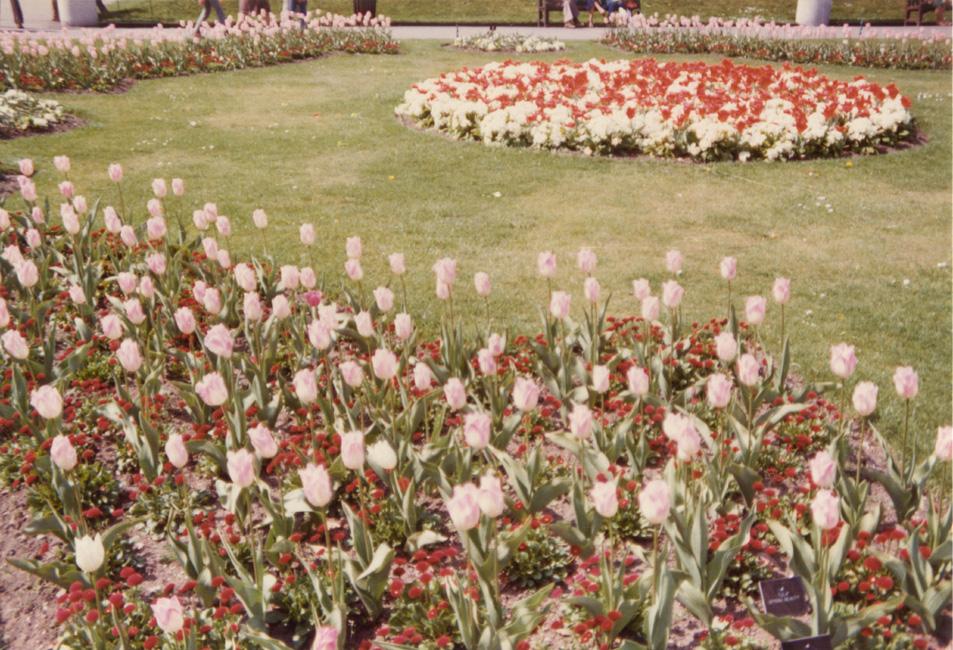 Colour photograph showing well-kept formal flower beds with light pink tulips, red bedding plants and other white flowers.