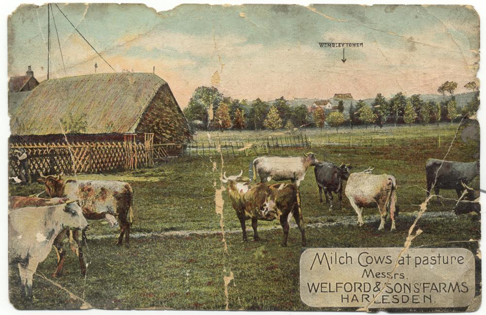 Colour postcard, badly bent and torn, showing cows in a field with a barn in the background. The postcard has been annotated, 'Milch Cows at pasture, Messrs. Welford & Sons’ Farms, Harlesden’. There is also a small printed annotation near the horizon, with an arrow and above it written, ‘Wembley Tower’.