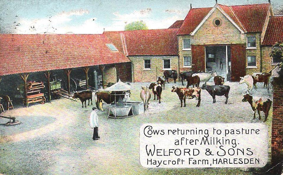 Postcard showing a colour illustration of a farm with cows. The postcard is labelled, ‘Cows returning to pasture after Milking. Welford & Sons, Haycroft Farm, Harlesden’.